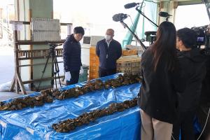 視察〔カキ大量へい死〕
