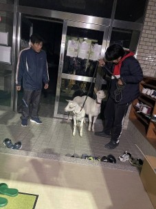 ヤギ連れの避難者