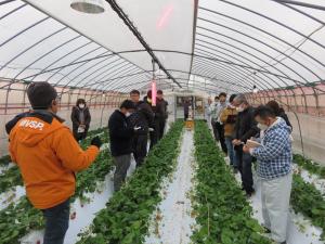 題府いちご園での研修