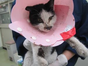 総社市門田　雑種　成猫　白黒　メス　中　首輪なし　負傷