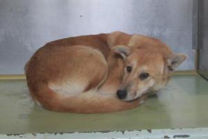 矢掛町内田　雑種　成犬　茶　メス　中　首輪なし