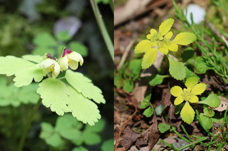 山野草（左：サンインシロカネソウ　右：ボタンネコノメソウ）