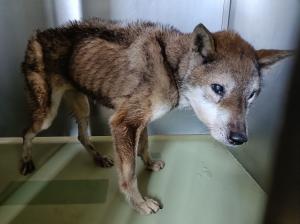 笠岡市拓海町 雑種 成犬 こげ茶白 メス 中 首輪なし