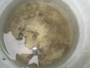 保護した水生生物