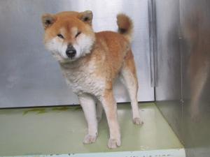 井原市美星町三山　柴犬　成犬　茶　オス　中　茶色系首輪ちぎれたワイヤーリード