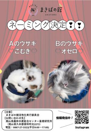 ウサギネーミング決定