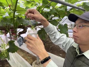 無核化処理の様子を撮影した写真です