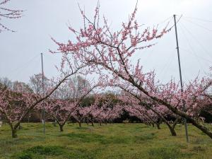 満開の清水白桃の様子を撮影した写真です