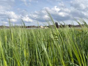 出穂したビール大麦の様子を撮影した写真です