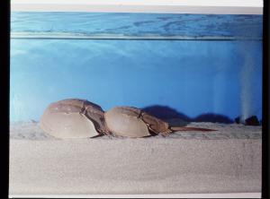 つがいのカブトガニ(館内水槽)