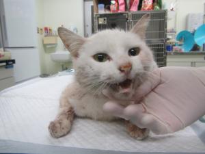 玉野市宇野　雑種　成猫　白　メス　中　負傷　首輪なし