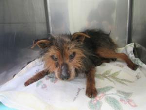 津山市八出　テリア雑　成犬　黒茶　オス　中　首輪なし