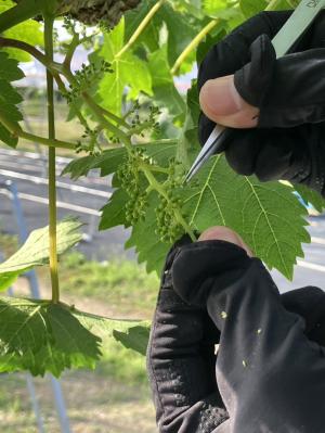 雄しべを除く作業の様子を撮影した写真です