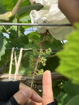 ブドウの交配作業の様子を撮影した写真です