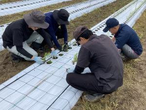 定植作業の様子を撮影した写真です