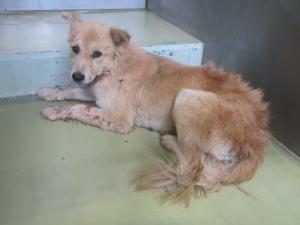 笠岡市東大戸　雑種　成犬　薄茶　メス　中　首輪なし