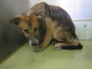 高梁市備中町西山 犬 雑種 オス 茶黒白 首輪なし