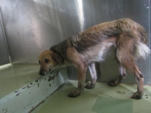 高梁市備中町西山 雑種 成犬 茶 メス 中 首輪なし