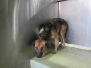 高梁市備中町西山 雑種 成犬 黒茶白 メス 中 首輪なし