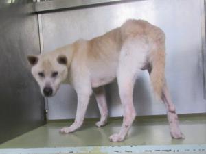 備前市三石　雑種　成犬　薄茶　オス　中　首輪なし
