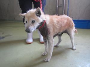 井原市西方町　柴雑　成犬　茶　メス　中　首輪なし