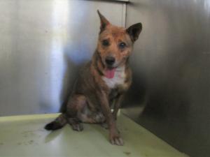 高梁市川上町高山　雑種　成犬　こげ茶白　オス　中　首輪なし　マイクロチップ有