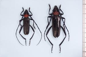 クビアカツヤカミキリ成虫(左がオス、右がメス)(環境省提供)