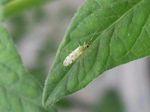 【天敵のタバコカスミカメ成虫】