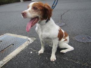 津山市奥津川　ブリタニースパニエル様　成犬　白茶　メス　中　首輪なし