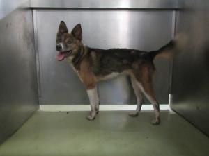 高梁市川上町三沢　雑種　成犬　こげ茶白　メス　中　首輪なし