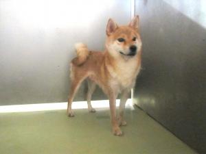 美作市中町　柴犬　成犬　茶　メス　中　首輪なし
