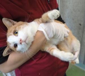 007の猫