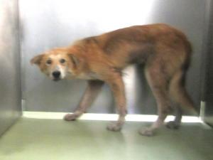 高梁市備中町西山　雑種　成犬　茶　オス　中　首輪なし