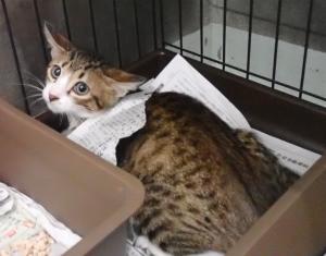 有料14の猫