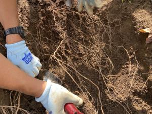 根を掘り進める様子を撮影した写真です