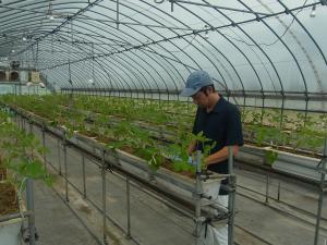 定植作業の様子を撮影した写真です