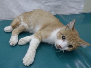 浅口市鴨方町本庄　雑種　成猫　茶白　オス　中　首輪なし　負傷