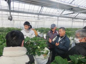 いちごファームでの研修