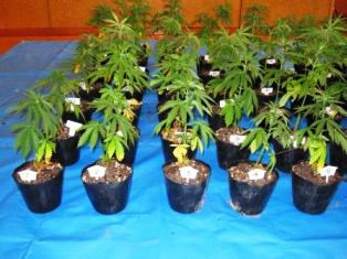 大麻画像２