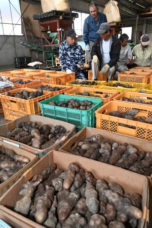 生産組合員が選果作業をしている写真