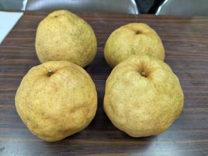 査定会に出品された「パス・クラサン」