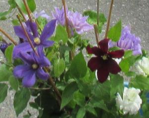 クレマチスの花I