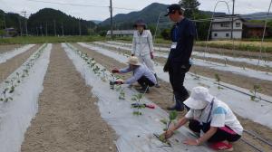 普及指導員のサポートを受けながら受講生がなすを定植してる写真