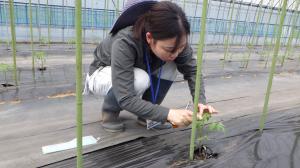 普及指導員が定植後の生育を調査している写真