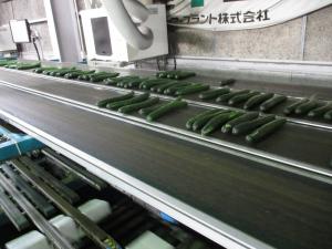 コンベアを流れるきゅうり