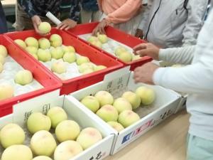 選果委員による選果基準の確認の様子