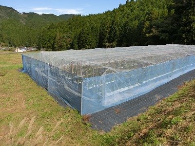 産地の様子