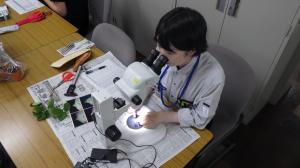 顕微鏡で分化を確認する普及指導員