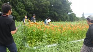 開花が始まったケイトウ試作ほ場を見学している写真