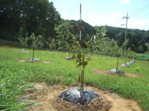 岡山甘栗の植栽方法